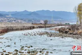 （乡村行·看振兴）山西黎城投资近4亿元打造浊漳河生态走廊 助力乡村振兴图片