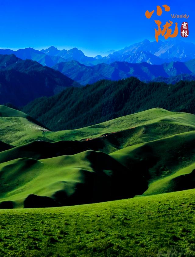 【小陇画报·387期】民乐油菜花海 金色波浪美翻整个夏天