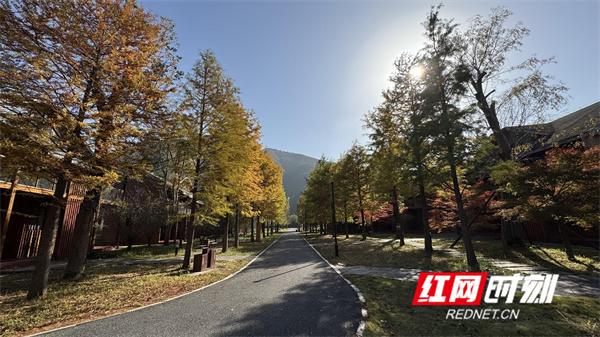 江永：满目鎏金醉初冬