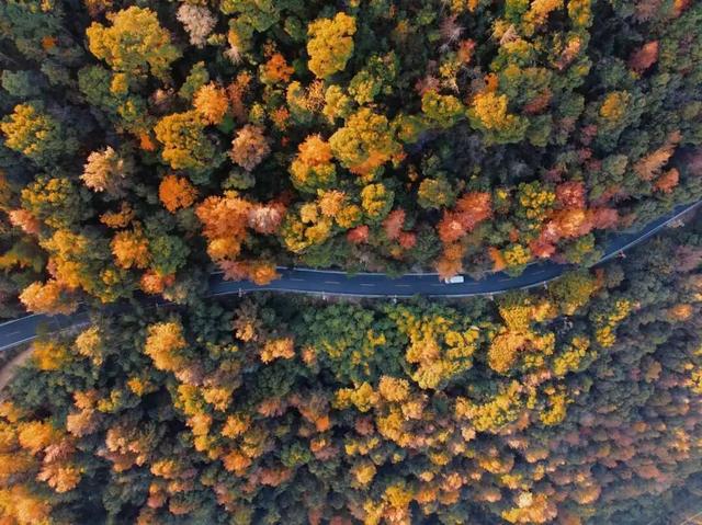 福安枫叶“封神”！宝藏打卡地又＋1