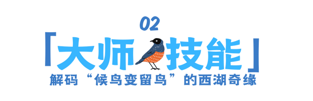 12.07 独立营｜冬日寻羽记：解码西湖候鸟的越冬密码！鸟类专家带队，探秘茅家埠“鸟类天堂”，体验听声辨鸟、飞羽寻踪的野趣周末！