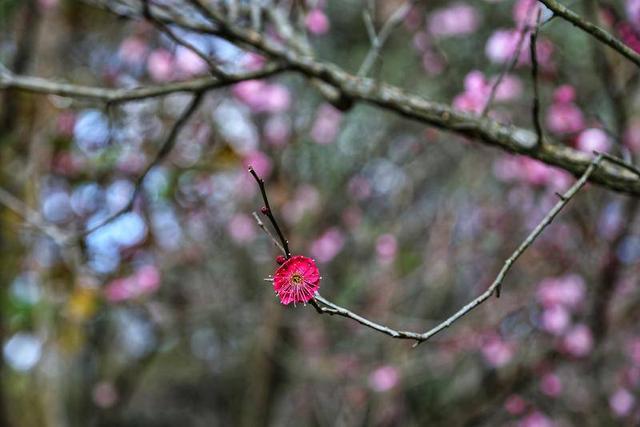 暖阳与梅香 映照昆明冬日旅居新图景