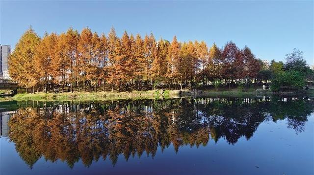 定格湘西“冬日秋韵”，拍照打卡正当时