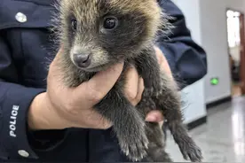 青岛马路边现萌兽幼崽 经确认是貉 一丘之貉的貉！图片