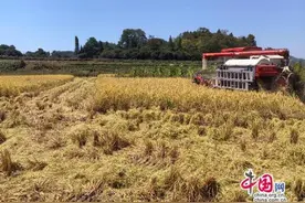 湖南永顺县松柏镇：四大特色产业获得全面丰收图片