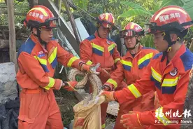 巨蟒携蛋藏身永泰废弃猪圈 已被带至野外放生图片
