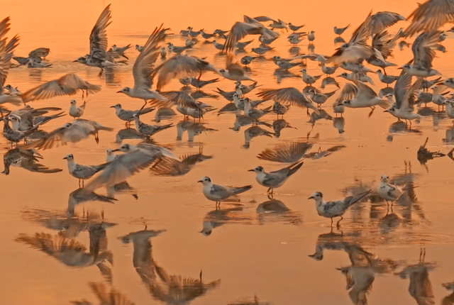 想吃正宗东台本港海鲜吗？
