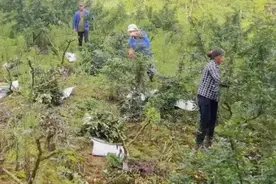 【高质量发展调研行】沿河后坪乡：花椒产业铺就群众致富新路径图片