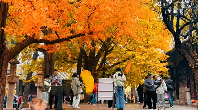周末走起！济南有处“私藏秘境”：二重金色，千年之约！古银杏树+古刹，美出静谧诗意~~
