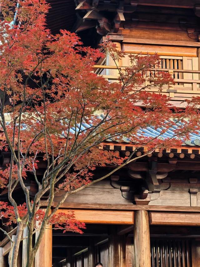 红了！上海枫叶已变色