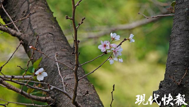 立冬遇秋浓，Citywalk解锁南京斑斓色