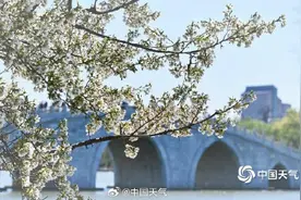 北京玉渊潭公园的樱花开了图片