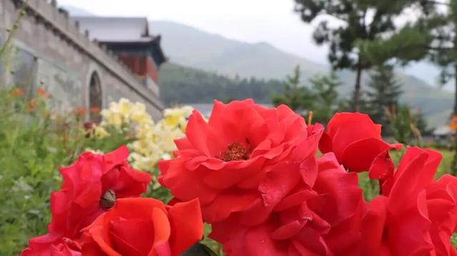 秋日寻芳何处去？五台山等你
