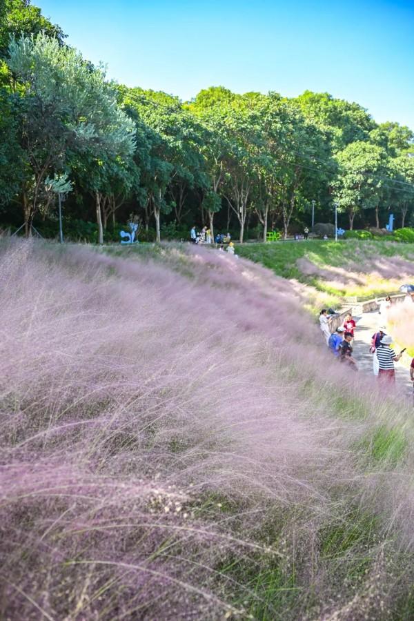 成片粉黛乱子草花海梦幻上线！这些公园火了！