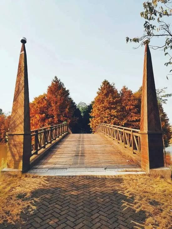 魔都最大水杉林，开始红了！