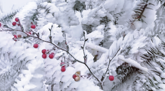 桂林全州变身冰雪童话世界，美不胜收→