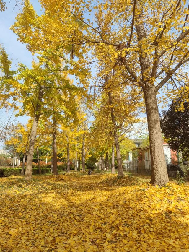 济宁冬季赏叶天花板，错过等一年的绝美景色