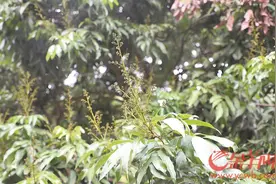 东莞：荔枝出花率超九成长势喜人 有望迎来丰收之年图片