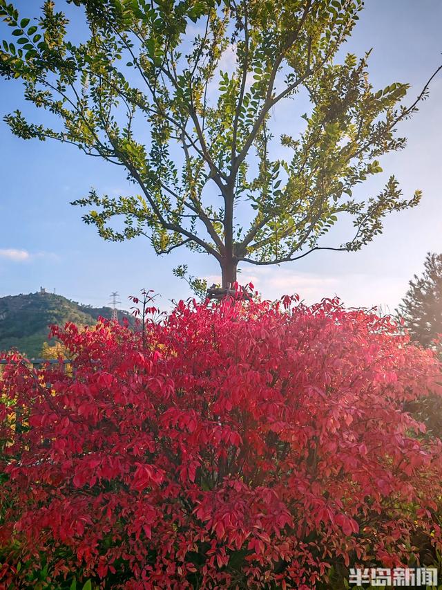 浮山叶斑斓 赏秋要趁早