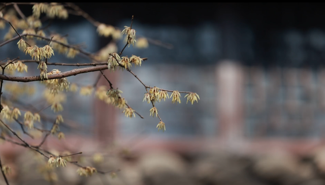 浙江冬日花海“提前营业” 赏花游激活文旅“小阳春”