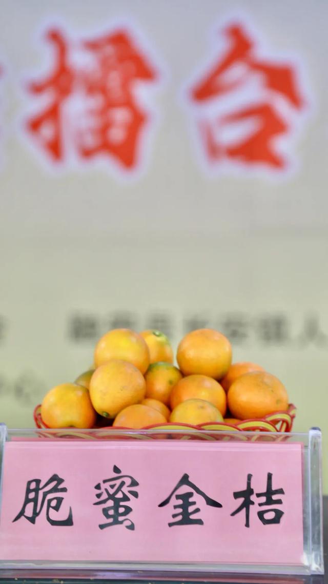 今日开赛！“我是融安金桔王”擂台赛（初赛）开启