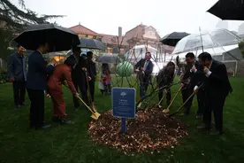 “牛顿苹果树”在上海扎根图片