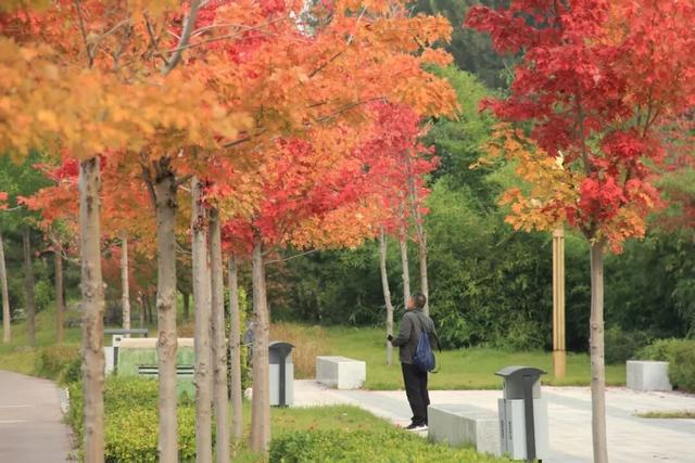 坊子区7处“落叶缓扫”超出片，快来打卡~