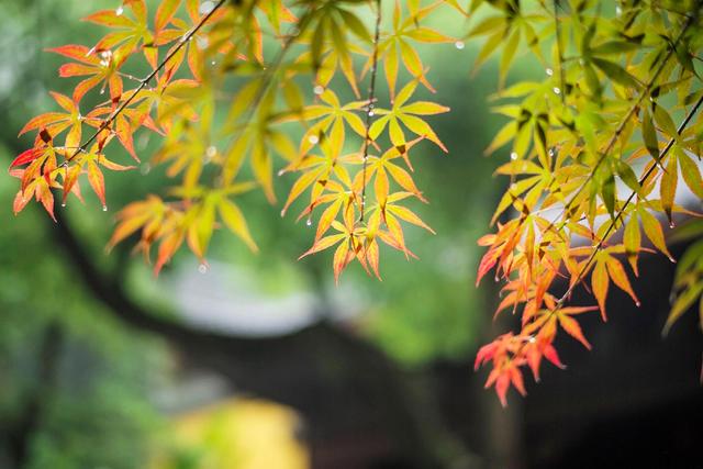 白露时节如何适当“秋冻”