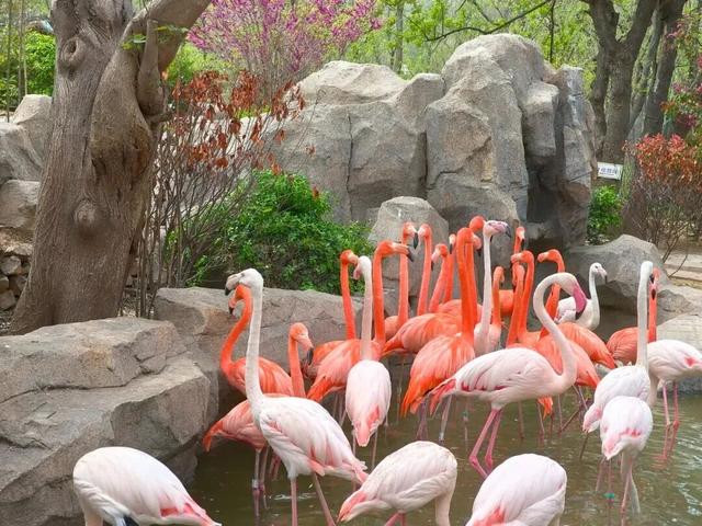 周末别宅了！青岛这5个宝藏地，现在去正好