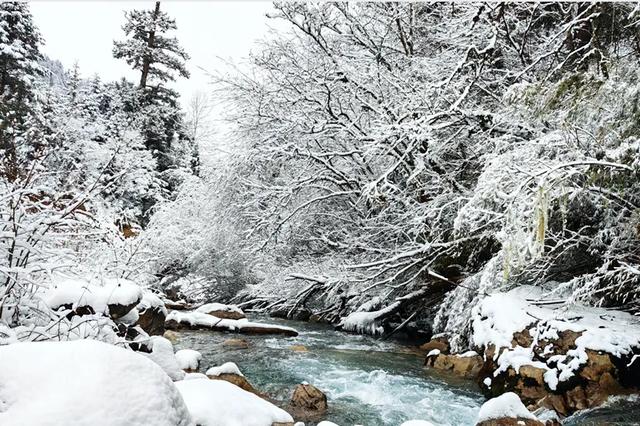 青睐绵阳 ‖ 彩林未尽,大雪已至!初冬的平武美成水墨画卷~