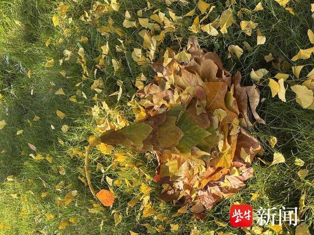 连云港：冬日海州文旅“热力”出圈 多元玩法点燃冬季旅游市场