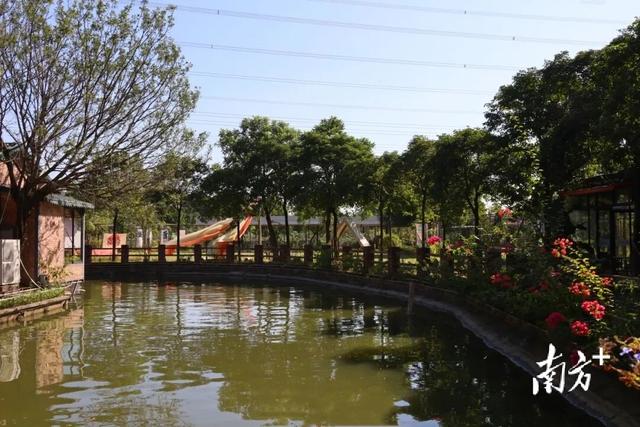 在望牛墩逛一天田园，超治愈