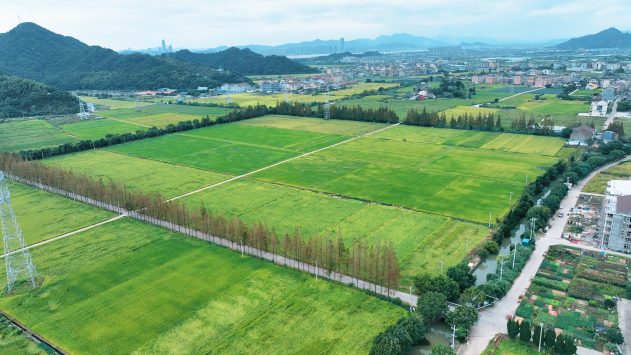 错过要等一年！椒江这片稻田封神了