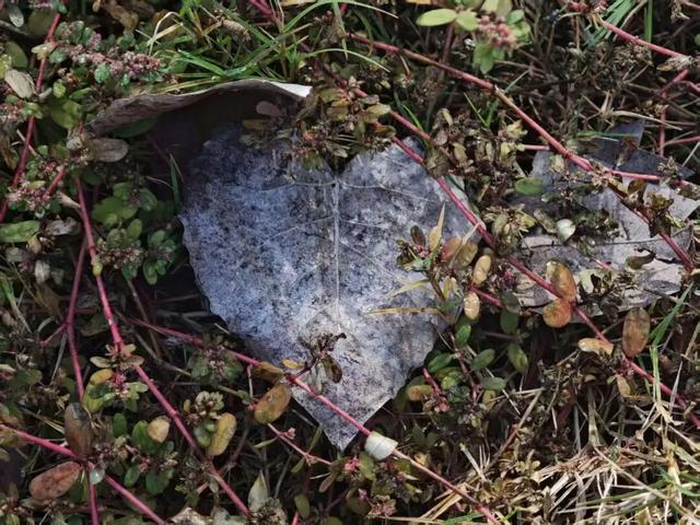 一键收藏！向化镇邀您打卡限定版秋色