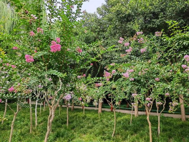 泉城夏日“紫薇季”浪漫开启，九大公园景区花海醉游人