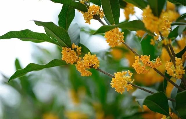 地铁直达！南昌这些赏桂好去处，别错过