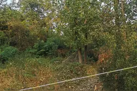 河南八旬夫妇被蜂群蜇伤去世，家属怀疑有人偷蜂巢酿悲剧，警方介入图片