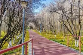 紫叶李盛开啦！上海长宁这条“粉色大道”也太浪漫了图片