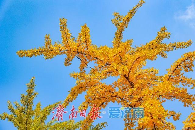 金叶翩跹映泉城，广场银杏醉游人