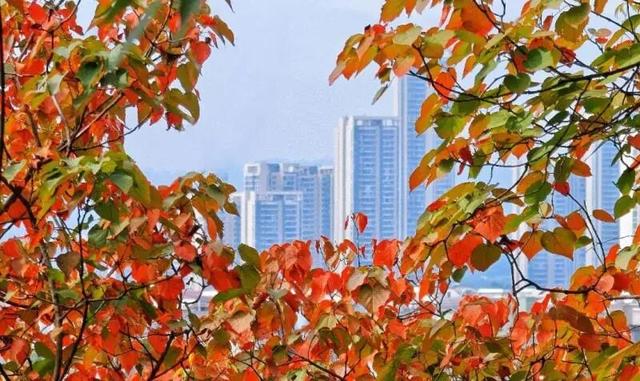 WOW，柳州超多赏秋打卡地，随手出大片！