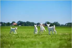 羊奶粉哪个牌子好？澳优佳贝艾特打造宝宝营养新选择图片