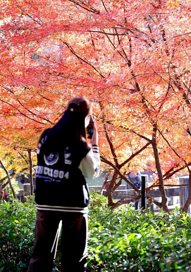 官宣：栖霞山进入最佳观赏期！