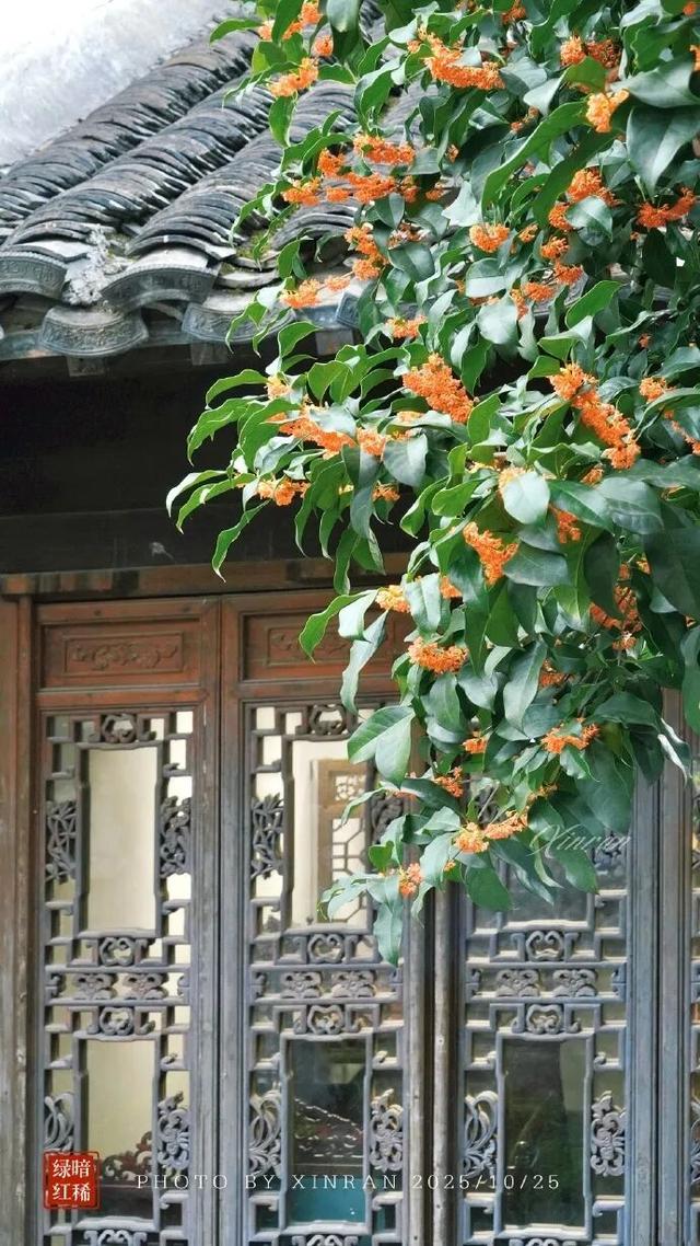 秦淮花事 | 秋日限定！在秦淮，与一场桂花雨不期而遇→