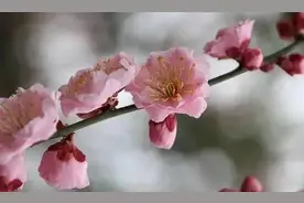 赏梅季来啦，这些梅花品种你知道吗？图片