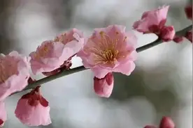 赏梅季来啦，这些梅花品种你知道吗？图片