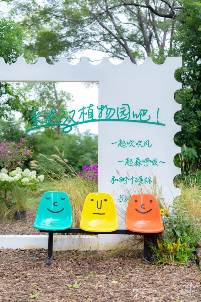 圆锥绣球+硫华菊盛放！植物园双花展上新！