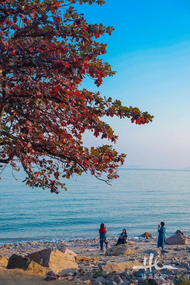 上新！珠海“顶流爱心树”浪漫升级，出片率100%！