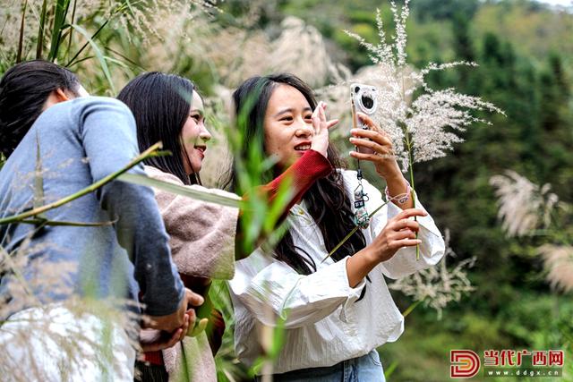 在这个秋天，赴一场与芦花的约会