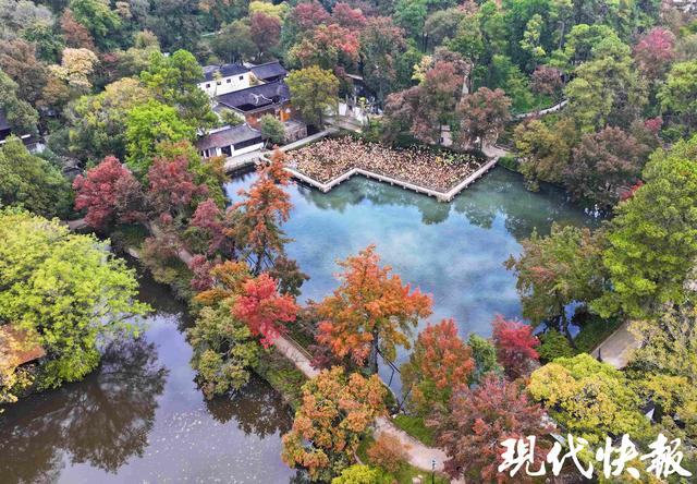 官宣！天平山红枫进入观赏期