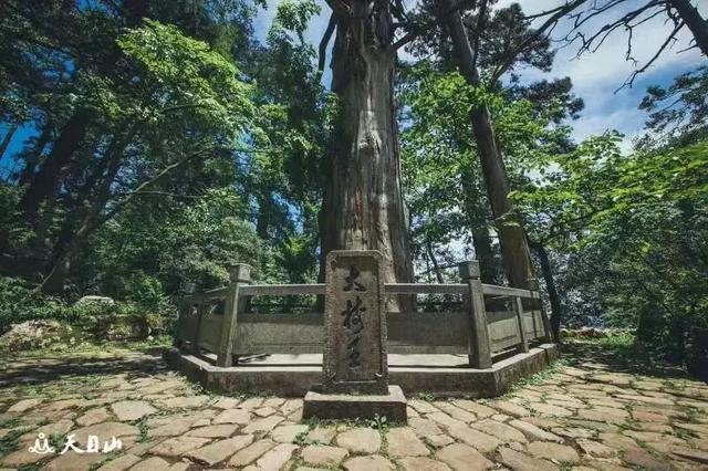 浙江宣传丨奇山有奇树